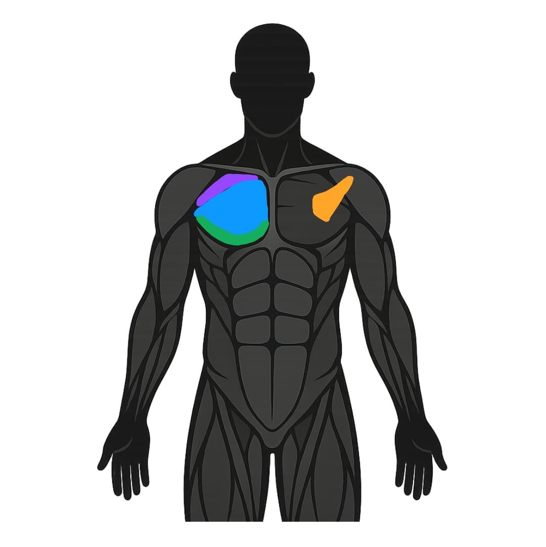 anatomie pectoraux