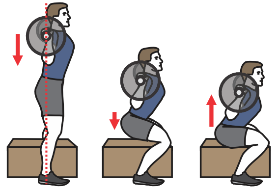 Box Squat illustration HexFit